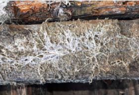 huiszwam verkoper aansprakelijk